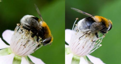 Eristalis intricaria