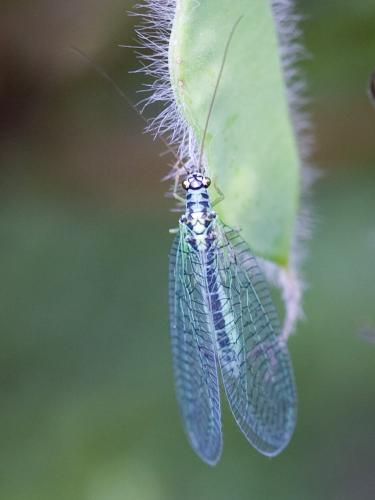 Chrysopa perla