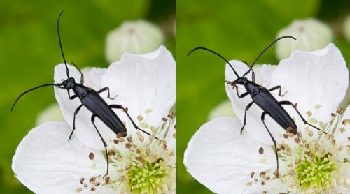 Réf. 34 147 : Rutpela nigra