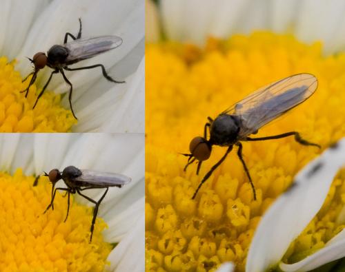 Réf. 34 220 : Empis sp.