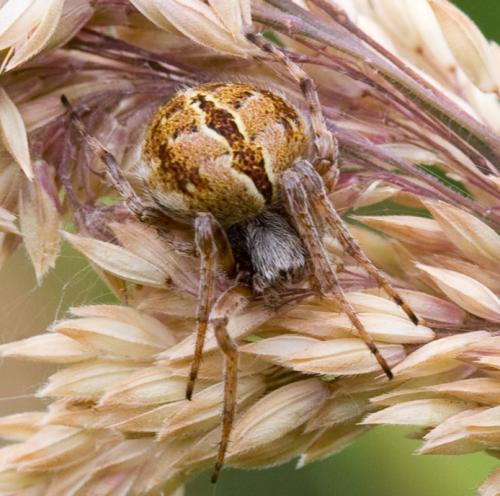 Réf. 34 169 : Agalenatea redii