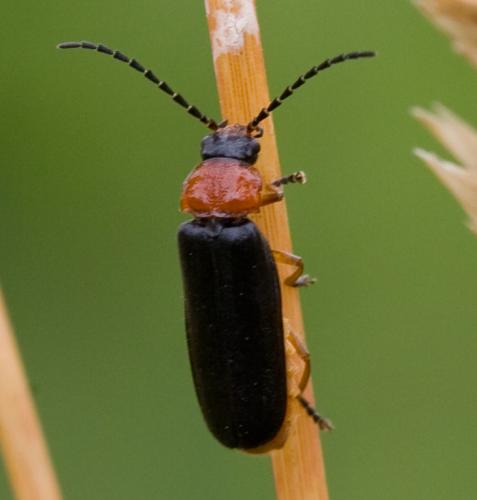 Réf. 34 310 : Silis ruficollis
