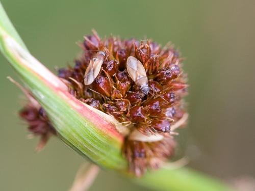 Réf. 34 317 : Cymus melanocephalus