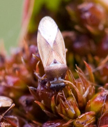 Réf. 34 329 : Cymus melanocephalus