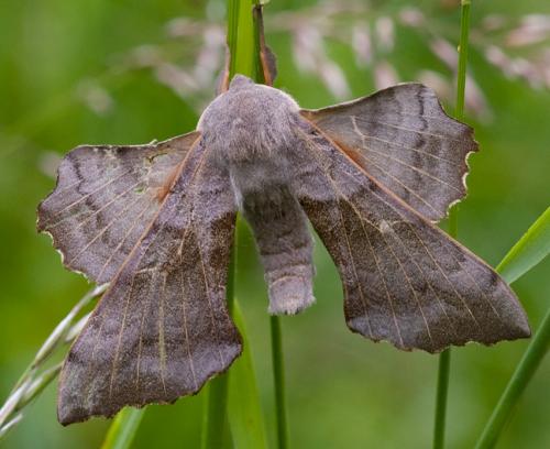 Laothoe populi