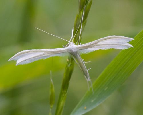Réf. 34 332 : Pterophorus pentadactyla