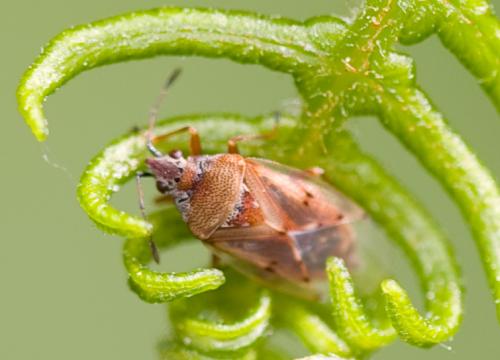 Kleidocerys sp.