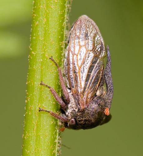 Réf. 34 454 : Centrotus cornutus