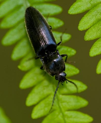 Réf. 34 456 : Hemicrepidius sp.
