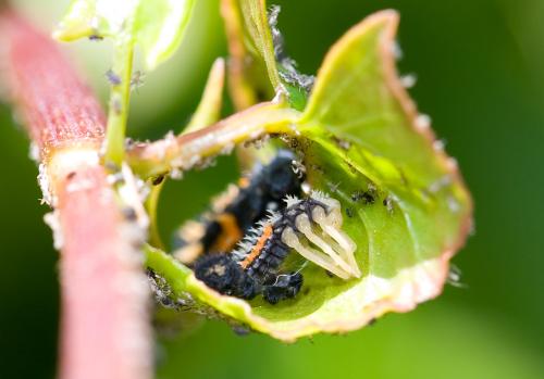 Harmonia axyridis