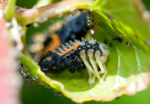 Harmonia axyridis