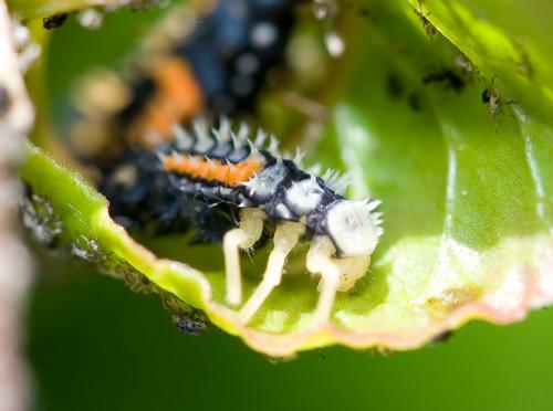 Harmonia axyridis