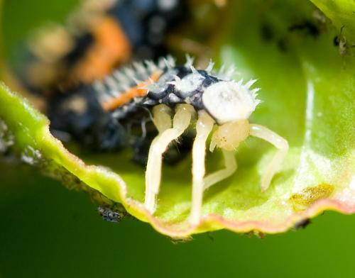Harmonia axyridis