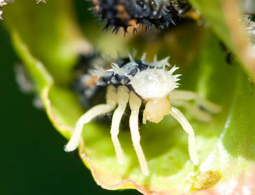 Harmonia axyridis