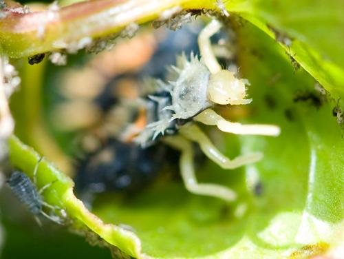 Harmonia axyridis