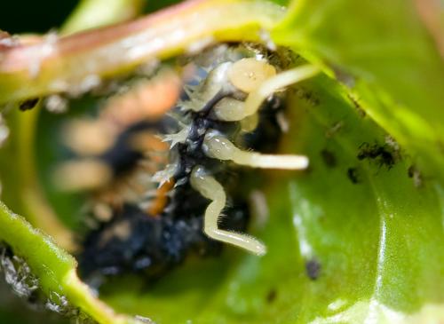 Harmonia axyridis