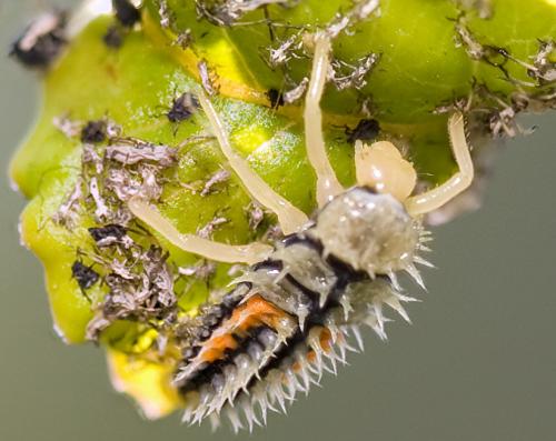 Réf. 34 120 : Harmonia axyridis