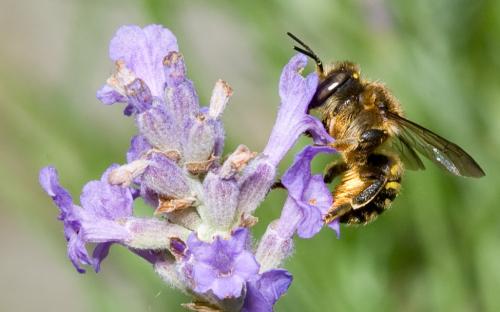 Anthidium septemspinosum