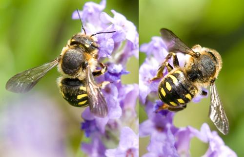 Anthidium septemspinosum