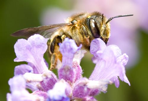Anthidium septemspinosum