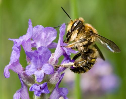 Anthidium sp.