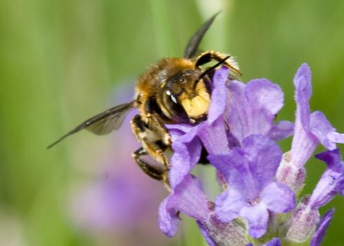 Anthidium sp.
