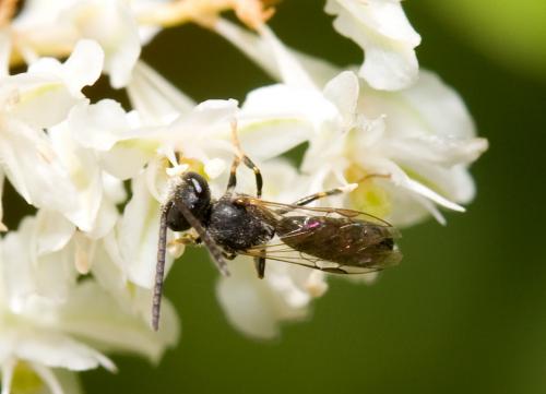 Lasioglossum sp.