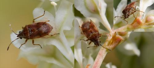 Kleidocerys sp.