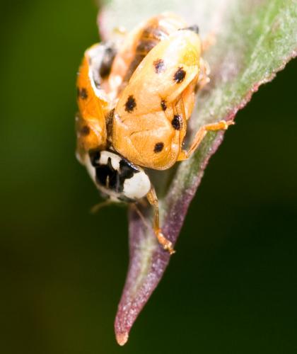 Harmonia axyridis