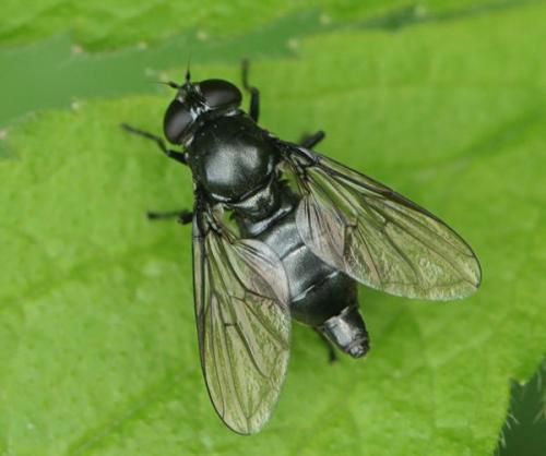 Cheilosia sp.