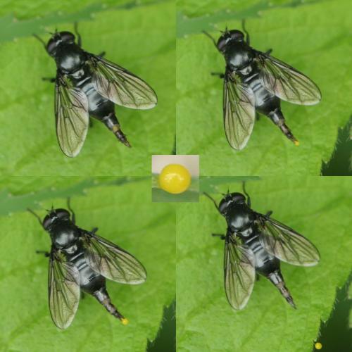 Cheilosia sp.