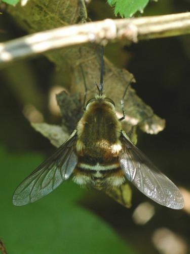 Réf. 34 075 : Bombylius cruciatus