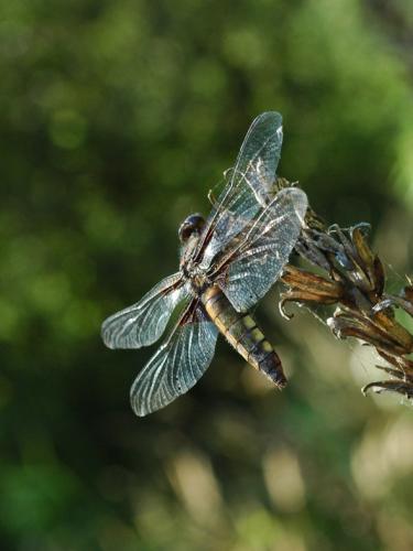 Réf. 34 014 : Libellula depressa
