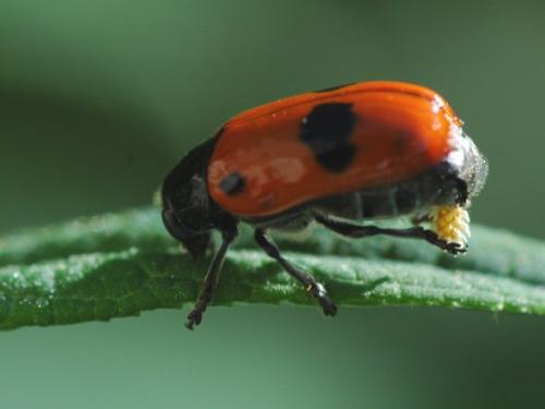 Réf. 34 076 : Clytra sp.
