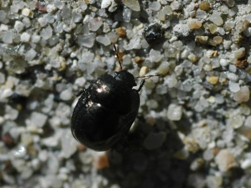 Réf. 34 271 : Thyreocoris scarabaeoides