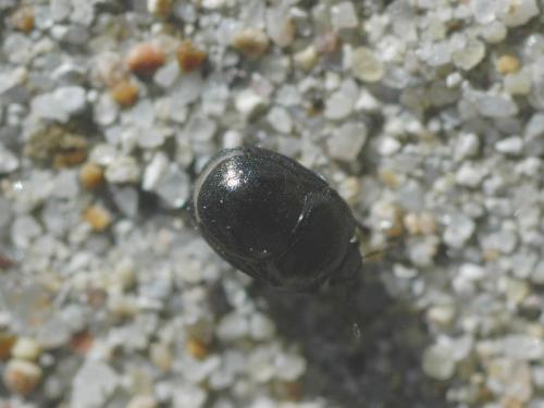 Réf. 34 273 : Thyreocoris scarabaeoides