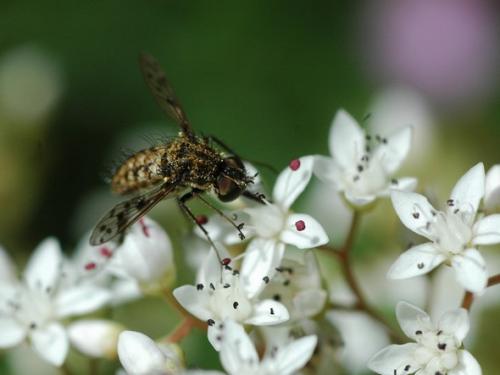 Réf. 34 379 : Cyllenia rustica
