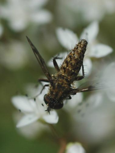 Réf. 34 382 : Cyllenia rustica