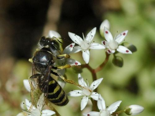 Réf. 34 895 : Bembix tarsata
