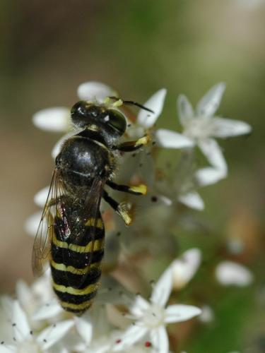 Réf. 34 894 : Bembix tarsata