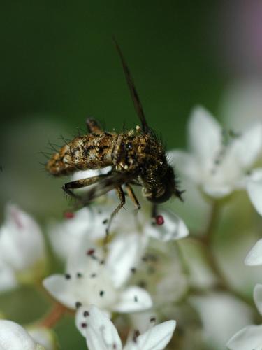 Réf. 34 381 : Cyllenia rustica