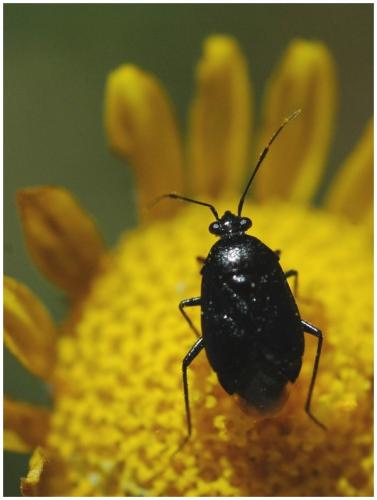 Réf. 34 570 : Deraeocoris sp.