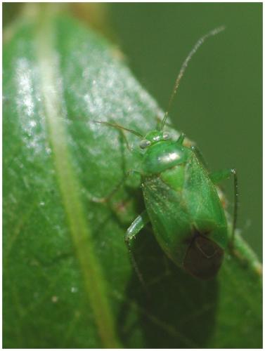 Apolygus lucorum
