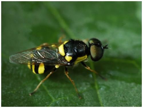 Réf. 34 571 : Oxycera rara