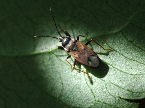 Réf. 34 694 : Eremocoris sp.