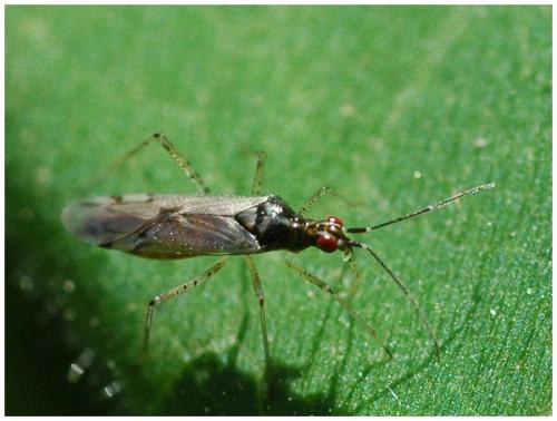 Réf. 34 951 : Dicyphus sp.