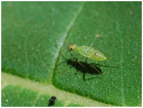 Réf. 34 952 : Dicyphus sp.