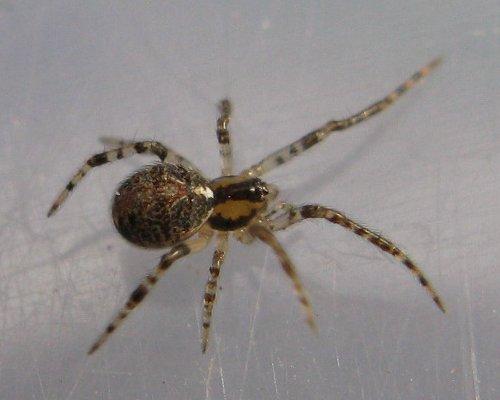Theridion pictum