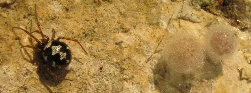 Steatoda triangulosa