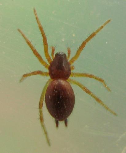 Agelena sp.